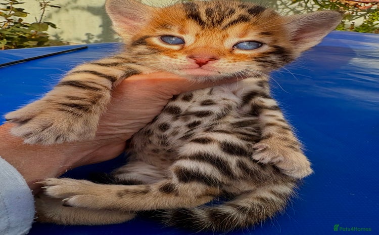 Keetso cats - Advert 2