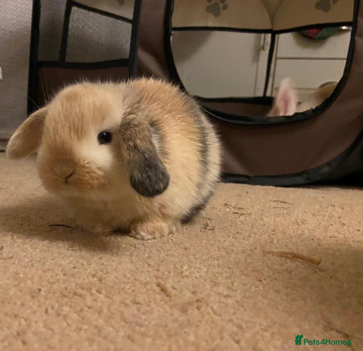 Mini Lop rabbits Mini lops - Advert 1