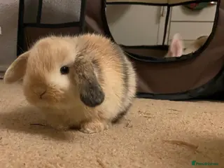 Mini Lop rabbits Mini lops - Advert 8