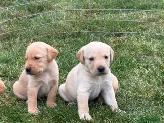 Labrador Retriever dogs PEDIGREE KC REG YELLOW LABRADOR RETRIEVER PUPS - Advert 4