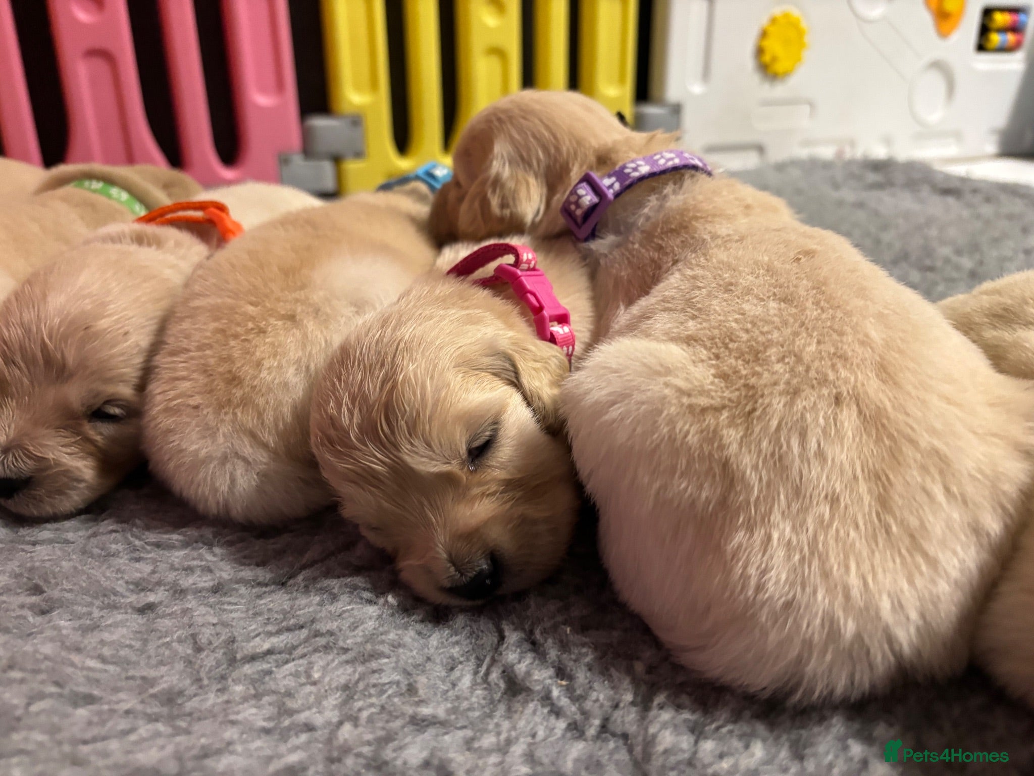 Golden Retriever dogs Beautiful Kc registered Golden Retriever puppies  - Advert 2