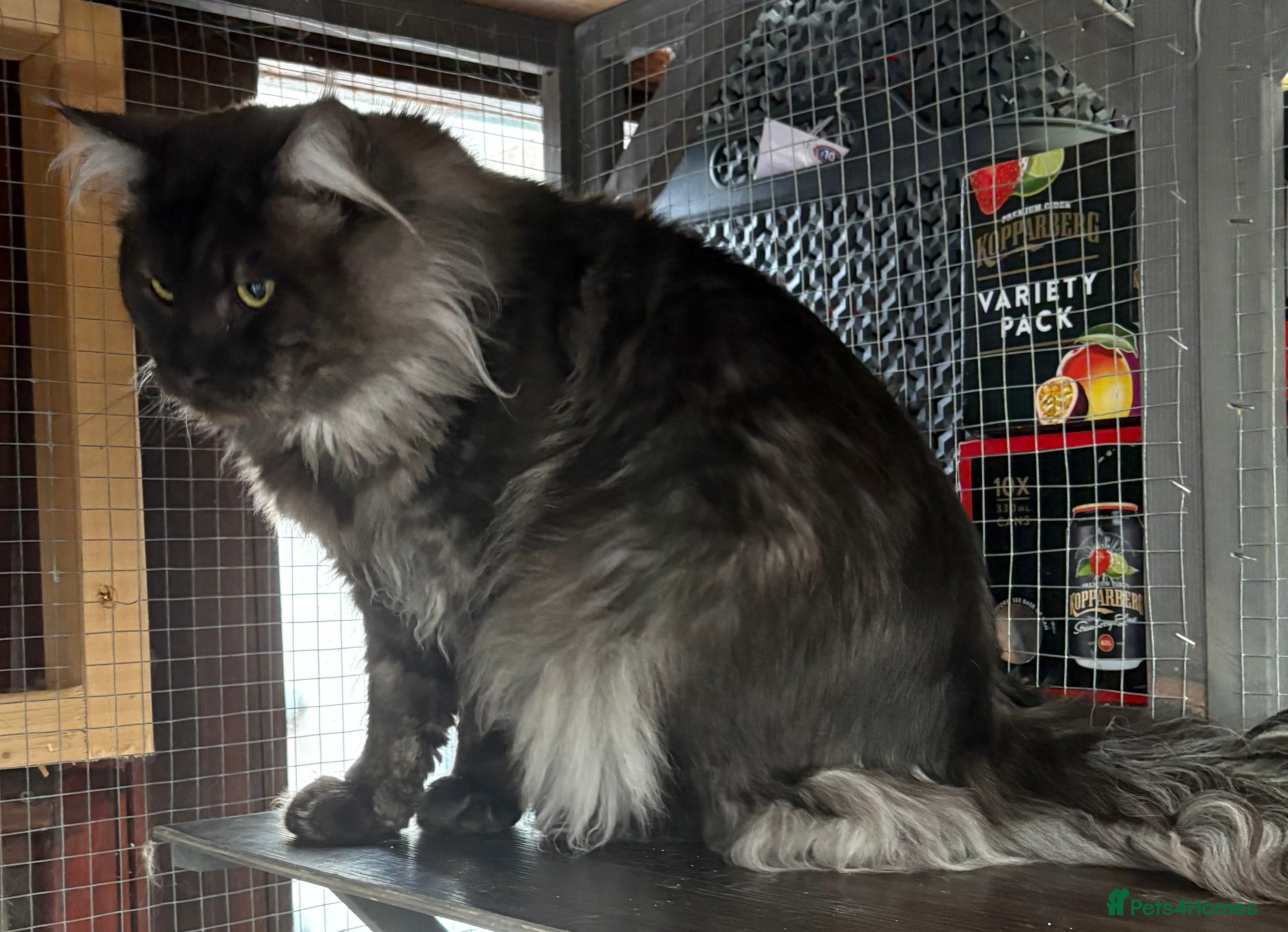 Maine Coon cats  Very large Stunning Maincoon boy black/smoke - Advert 9