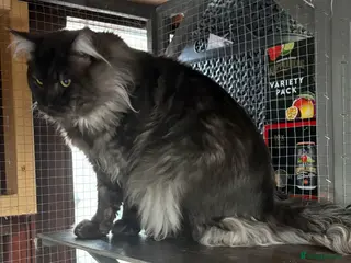 Maine Coon cats Very large Stunning Maincoon boy black/smoke - Advert 9