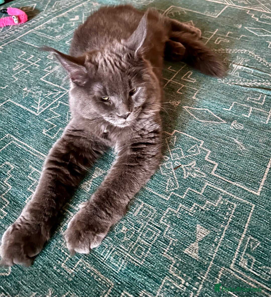 Maine Coon cats for sale: ❤️ Ready to go . GCCF Mainecoon kittens available  - Advert 41