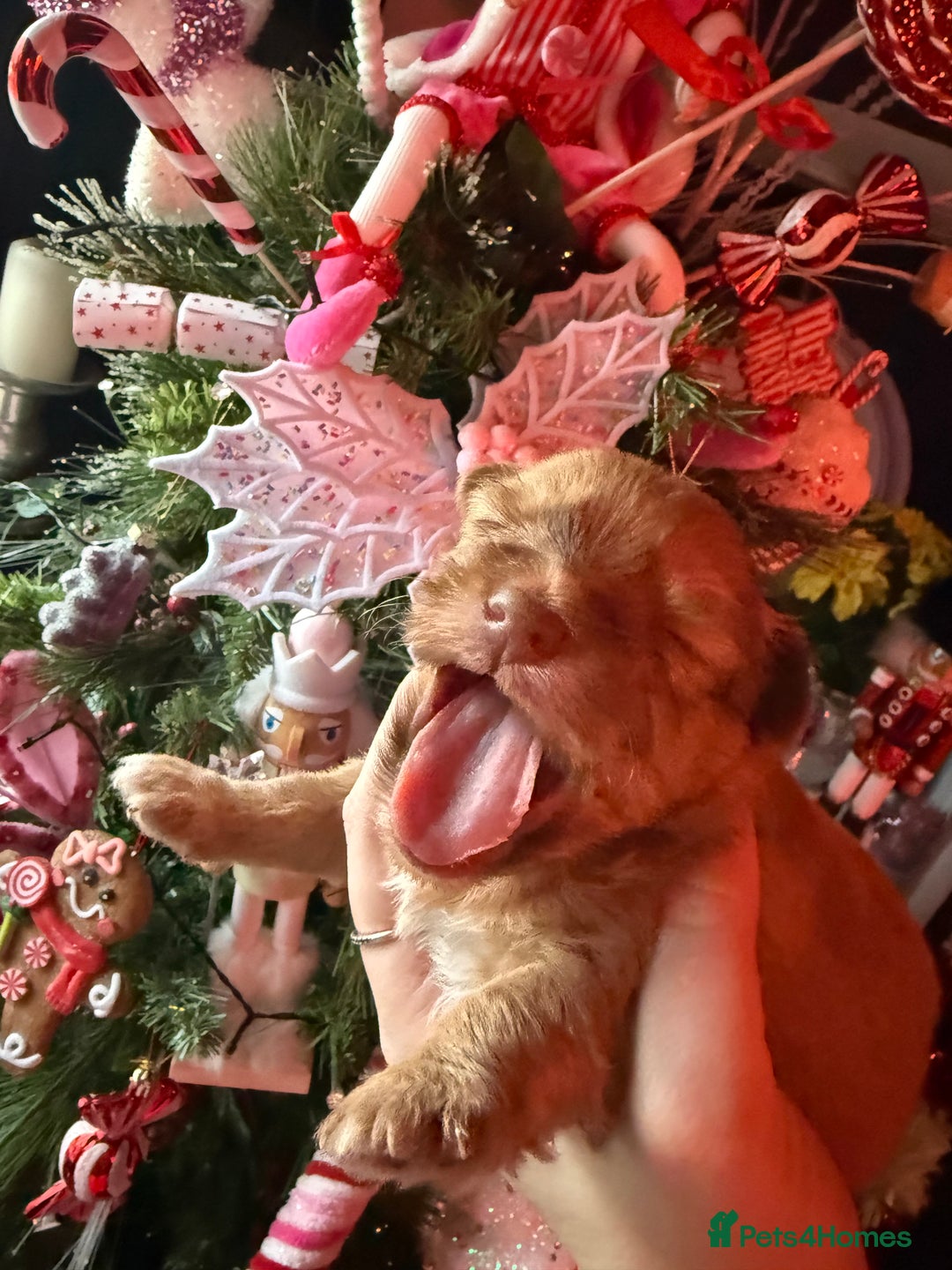 Mixed Breed dogs for sale: Beautiful pups for sale!  - Advert 4