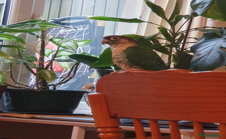 Conures birds - Advert 7