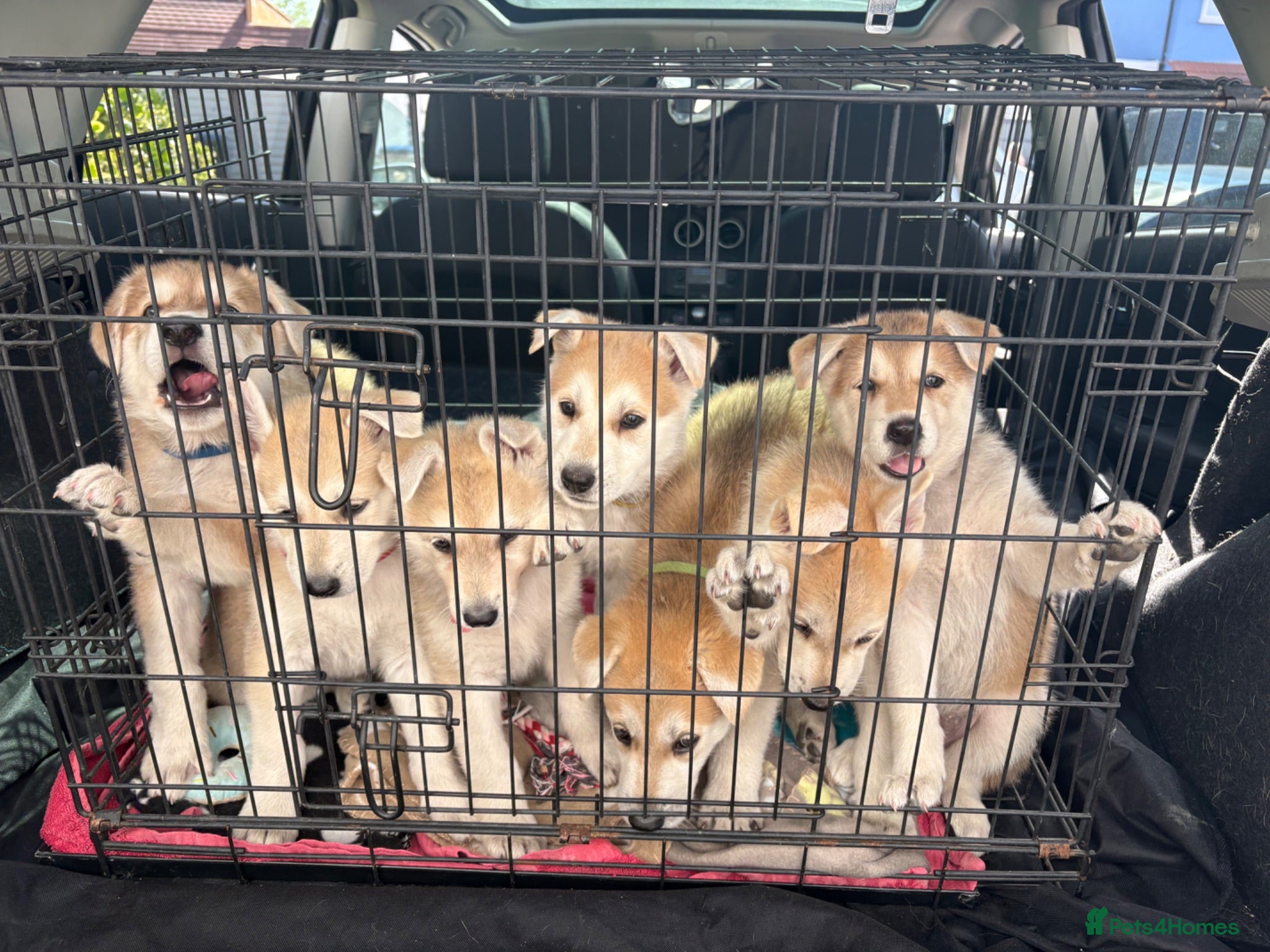Mixed Breed dogs Wolf alike puppies  - Advert 16