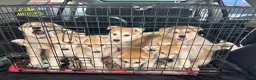 Mixed Breed dogs for sale: White Swiss shepherd cross wolf dog - Advert 1