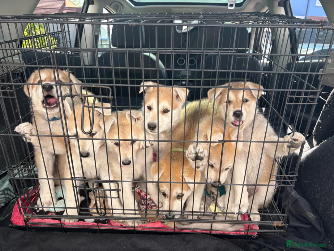 Mixed Breed dogs for sale: White Swiss shepherd cross wolf dog - Advert 1
