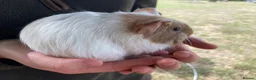Guinea Pig rodents for sale: 7 male Guinea pigs  in Petworth - Advert 7