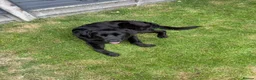 Mixed Breed dogs for adoption: Lonzo (Retriever mix) in Basingstoke - Advert 18
