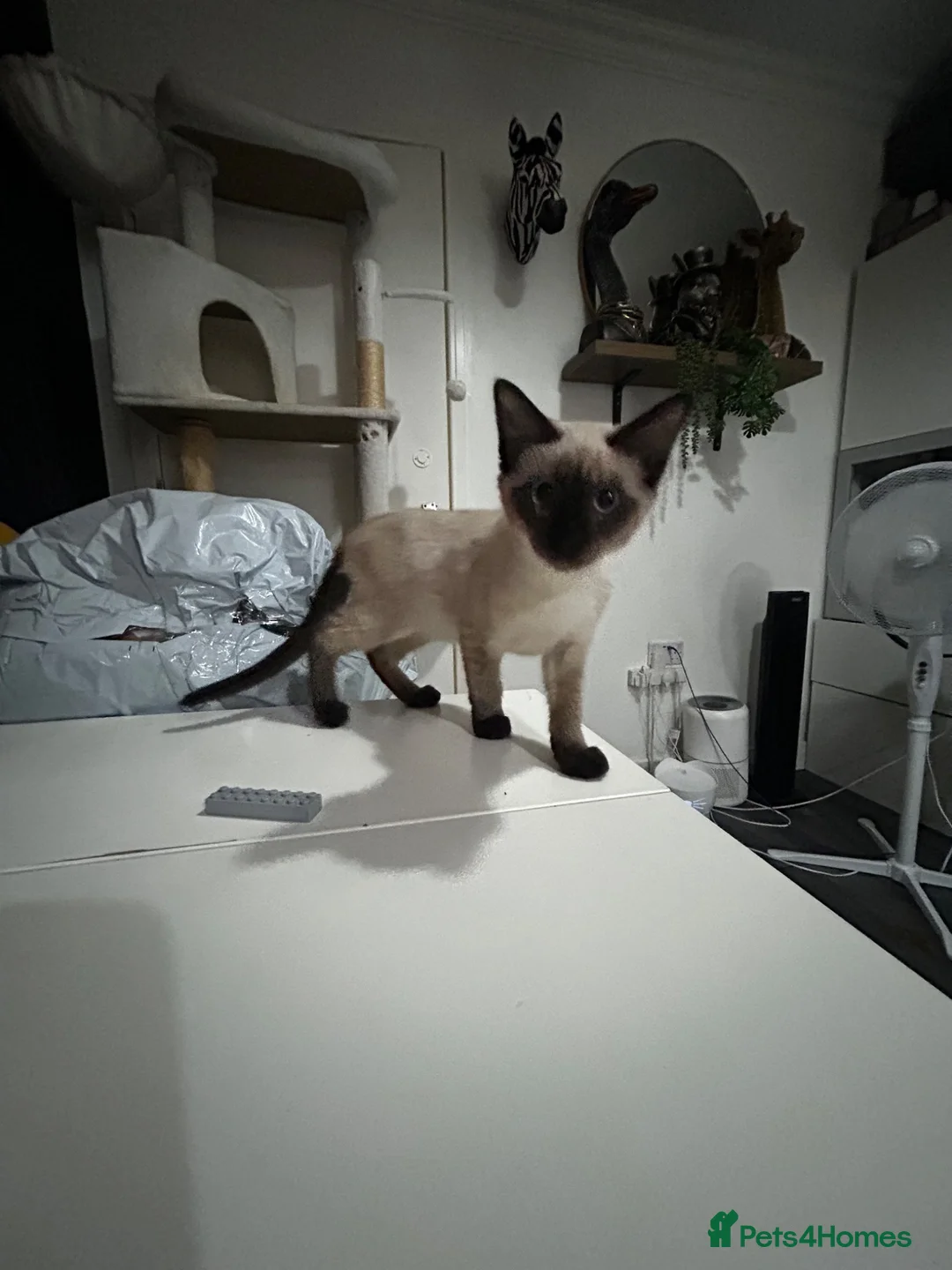 Siamese cats for sale: Beautiful chocolate Siamese girl - Advert 1