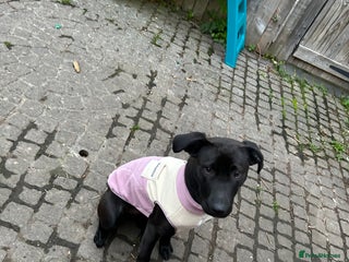 Mixed Breed dogs - Advert 36