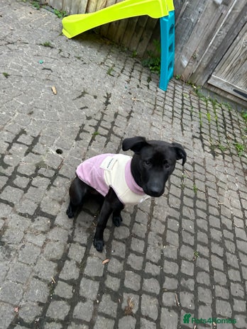 Mixed Breed dogs - Advert 2