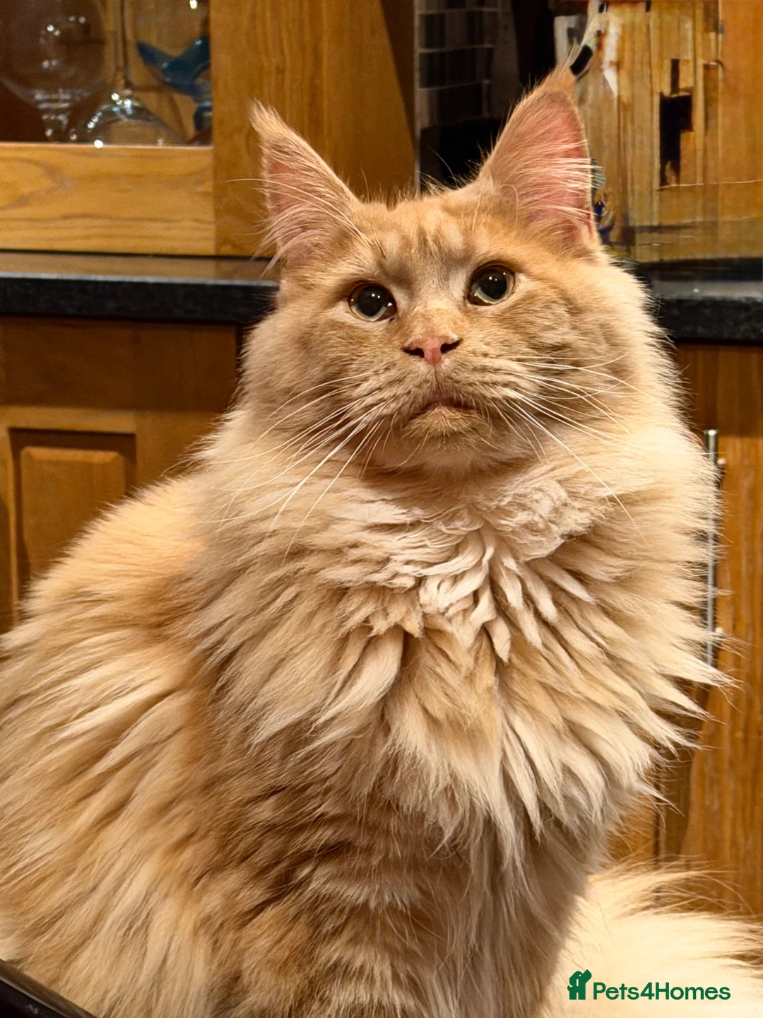 Maine Coon cats for stud: TICA Maine Coon Stud – Pedigree Lines - Advert 1