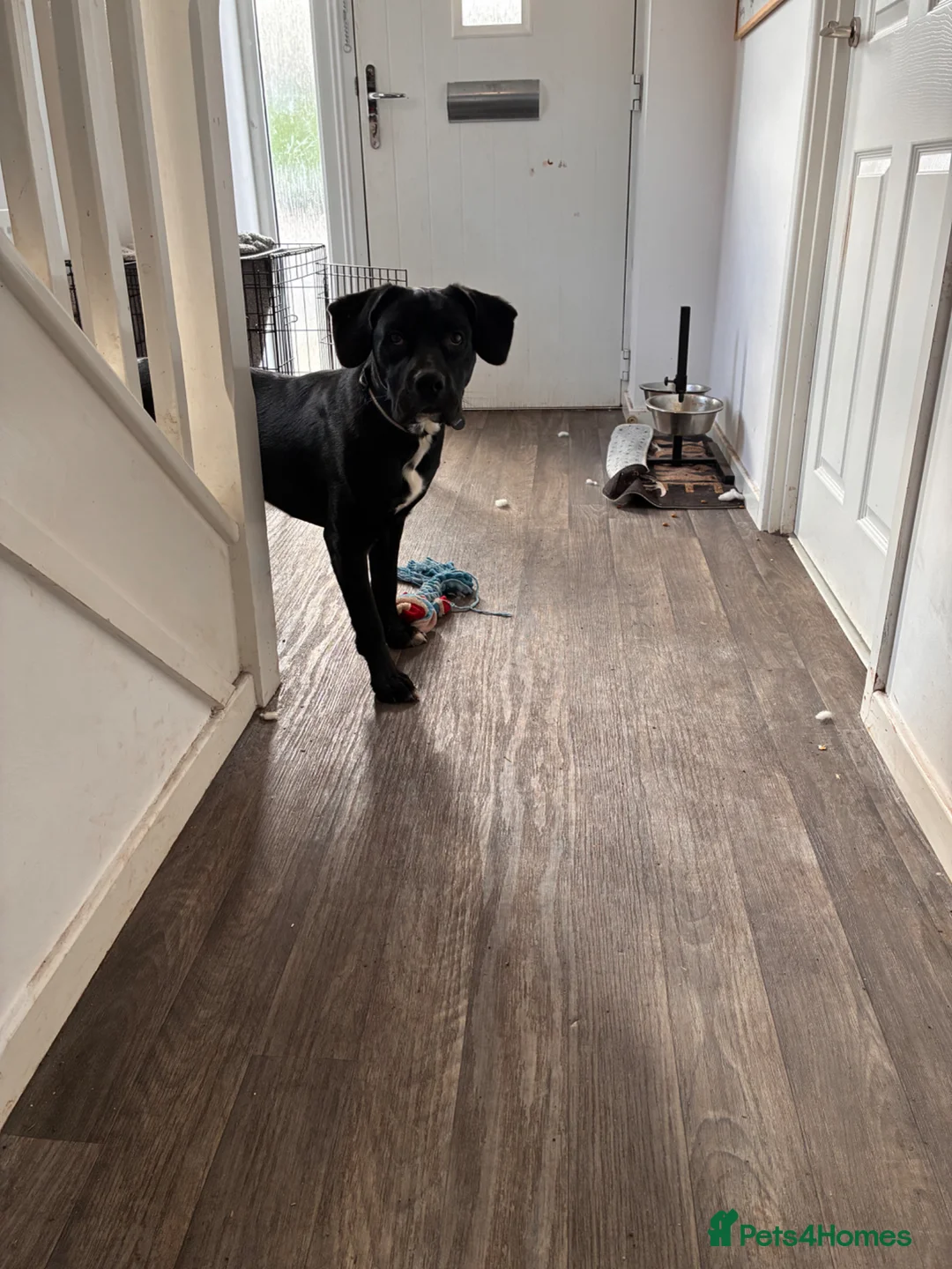 Mixed Breed dogs for sale: Axel cane corso cross  - Advert 5