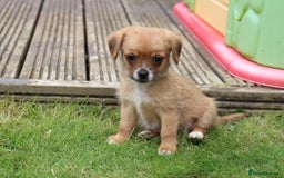 Jack Russell dogs for sale: Beautiful Jack Russell Puppies - Image 11