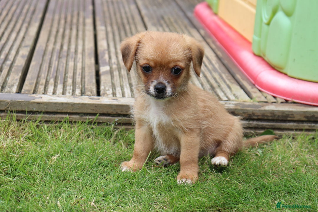 Jack Russell dogs for sale: Beautiful Jack Russell Puppies - Image 11