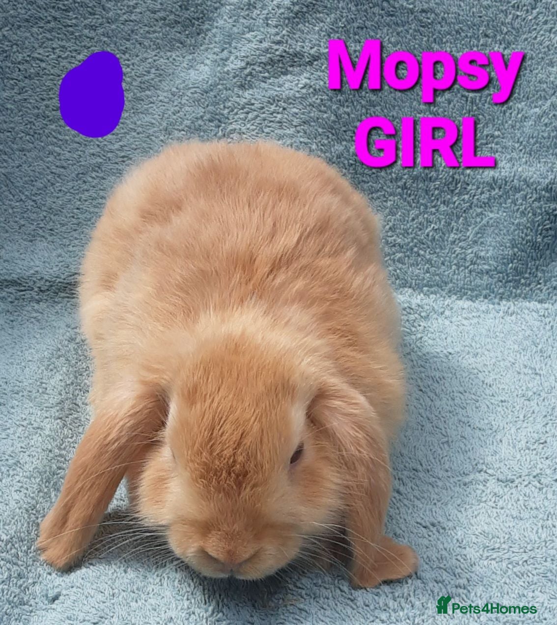 Mini Lop rabbits LAST ONE - 5 Beautiful Baby Mini Lops - Advert 16