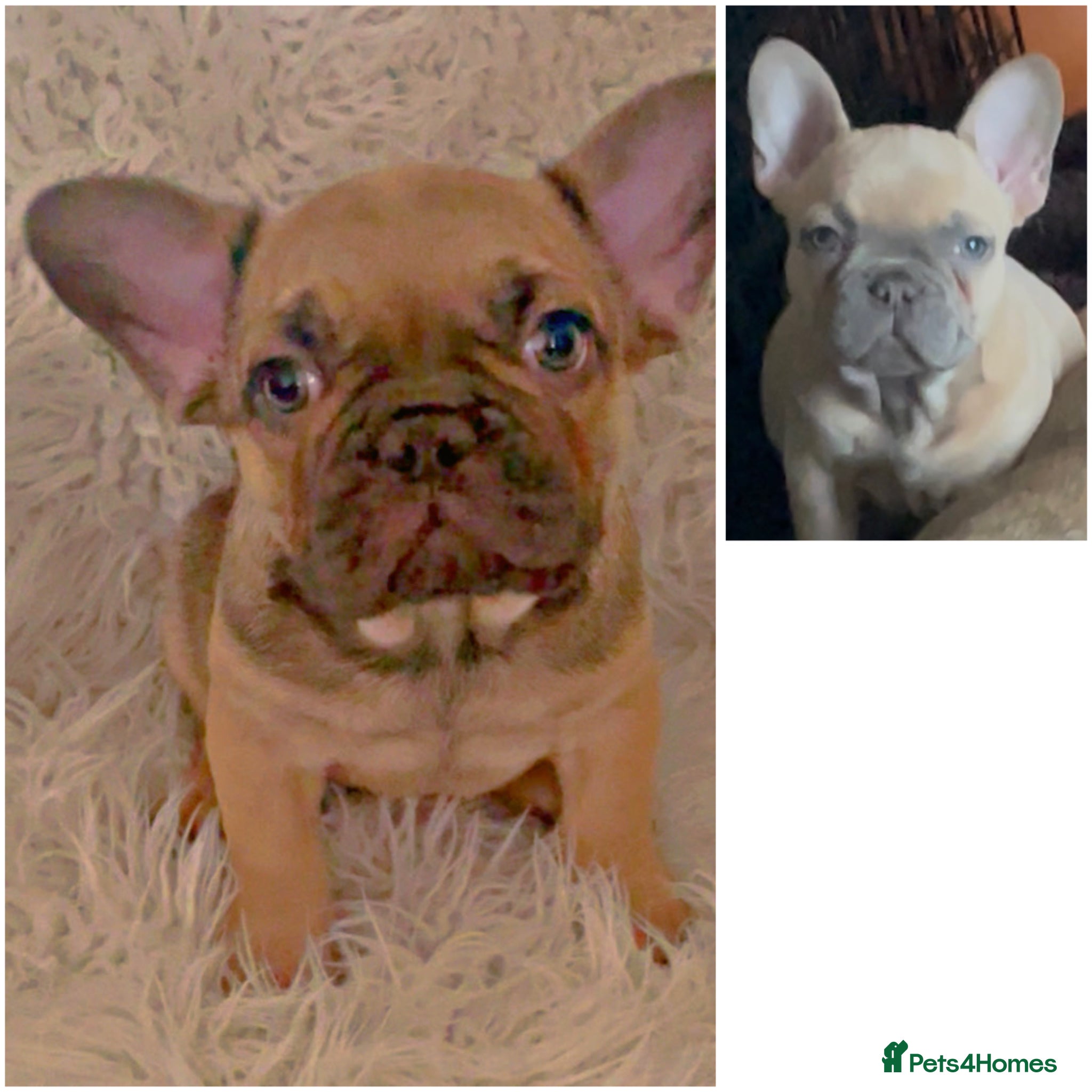French Bulldog dogs Ready to go…..2 KC registered Male French Bulldogs - Advert 2