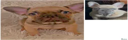 French Bulldog dogs for sale: 11 weeks, cage trained 1 Beautiful French Bulldogs - Advert 5