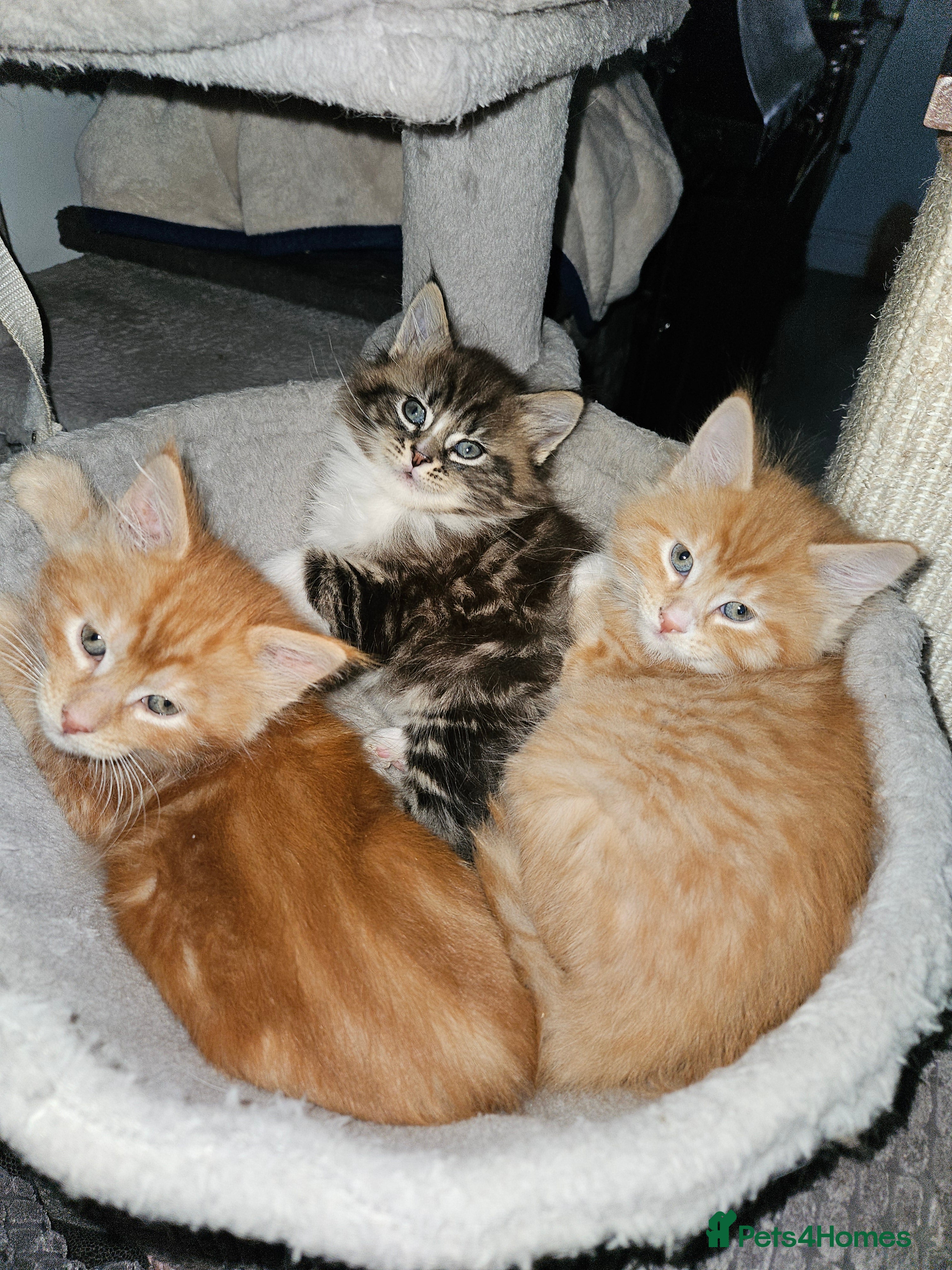 Maine Coon cats Beautiful main coon kitten ready for a new home. - Advert 10
