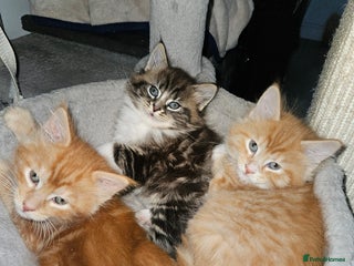 Maine Coon cats Beautiful main coon kitten ready for a new home. - Advert 10