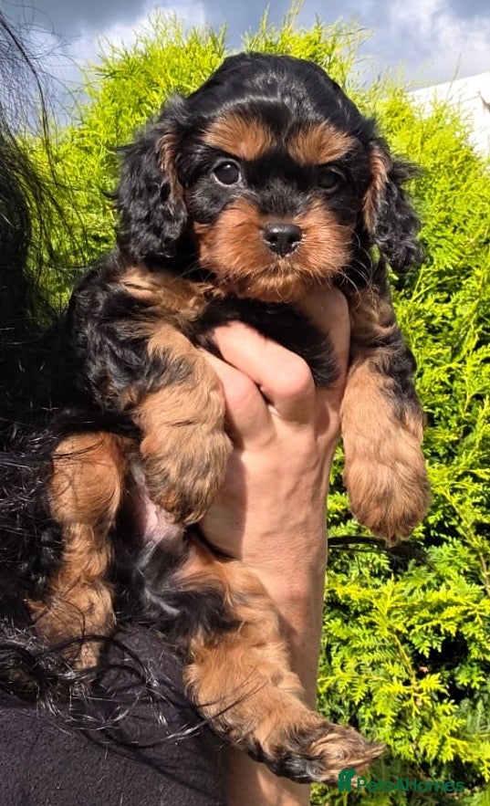 Cavapoo dogs Cavapoo pups - Advert 14