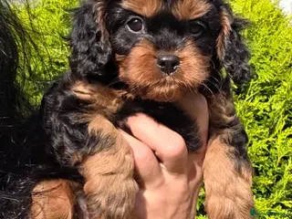 Cavapoo dogs Cavapoo pups - Advert 7