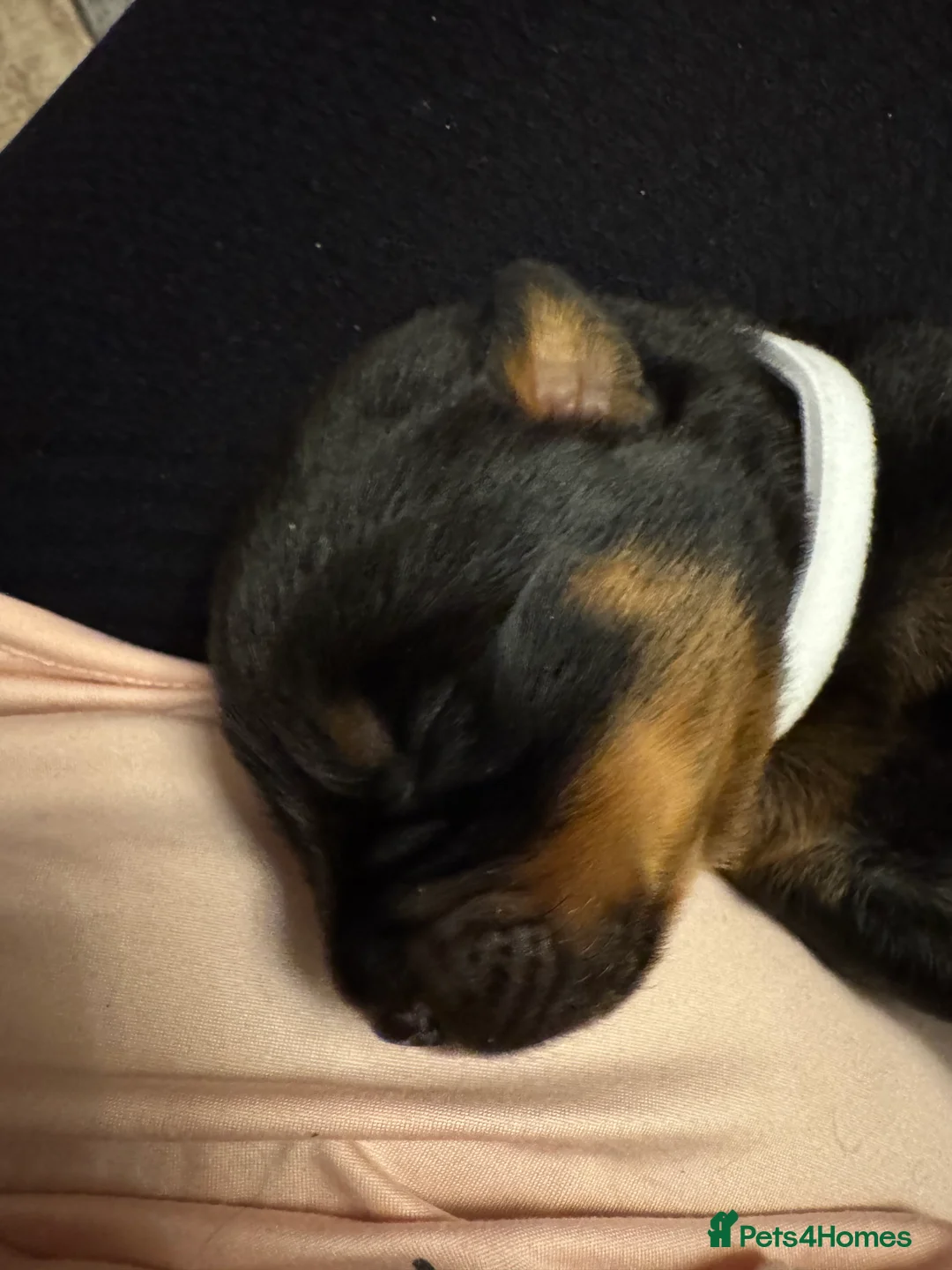 Rottweiler dogs for sale: Beautiful Rottweiler puppies for sale  - Advert 18