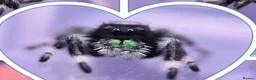 Spiders invertebrates for sale: Beautiful jumping spider with set up  - Advert 2