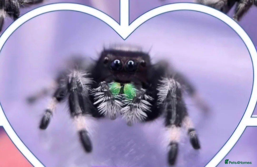 Spiders invertebrates for sale: Beautiful jumping spider with set up  - Advert 2