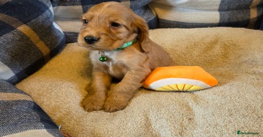 Cocker Spaniel dogs - Advert 16