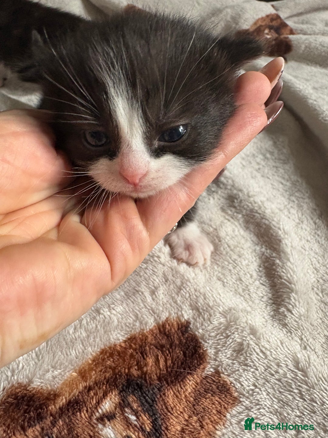 Domestic Shorthair cats for sale: Black and white kittens  - Image 5