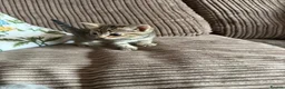 Mixed Breed cats for sale: 3 little kittens in Camborne  in Camborne - Advert 10