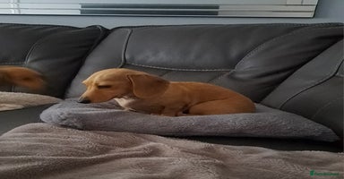 Dachshund dogs - Advert 4