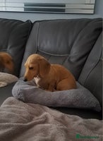 Dachshund dogs - Advert 2