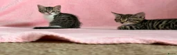 Mixed Breed cats for sale: Litter of 6 Kittens  - Advert 8