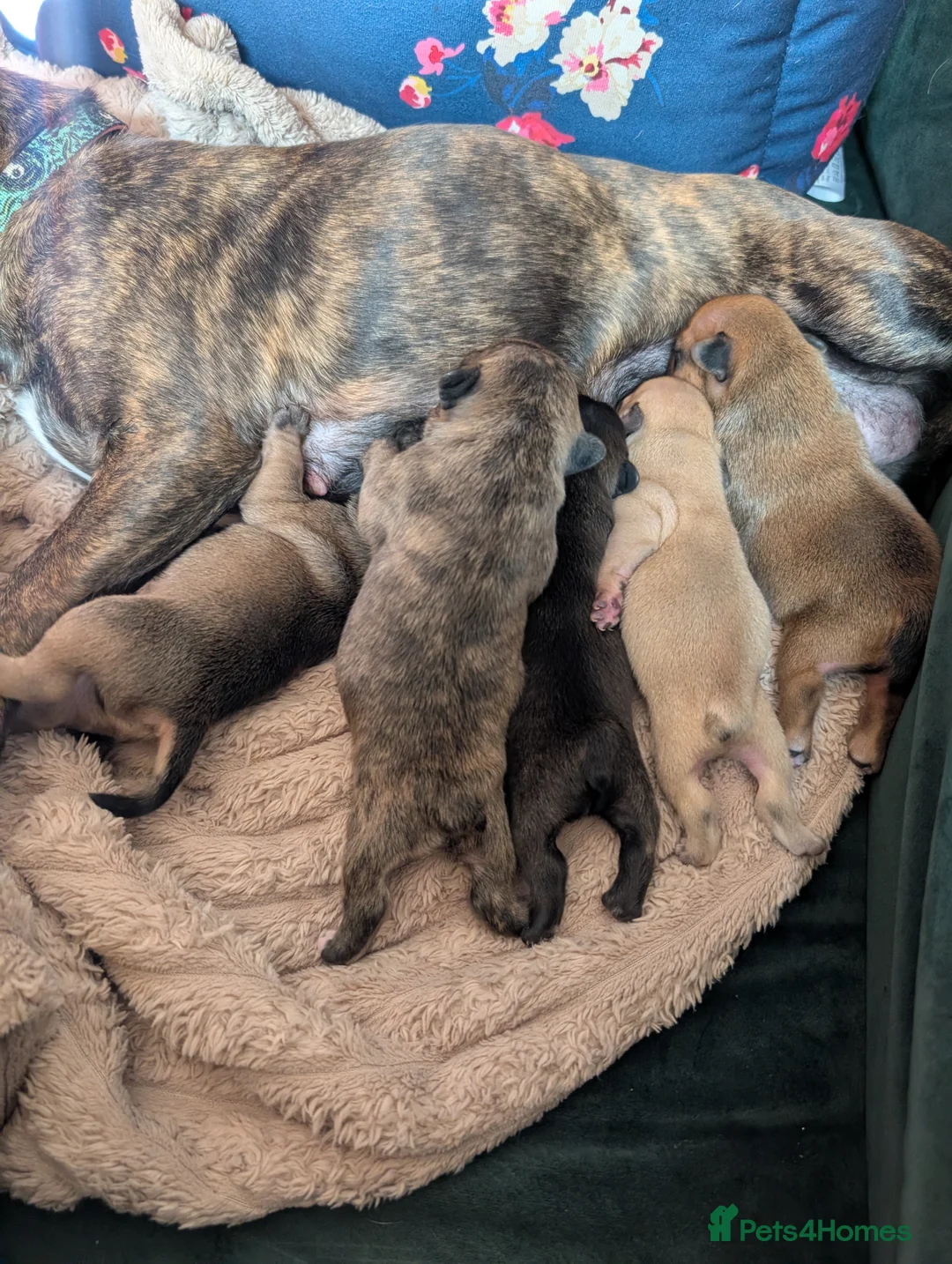 French Bulldog dogs for sale: *last one*Mixed (75%) French Bulldog Frenchie - Advert 8