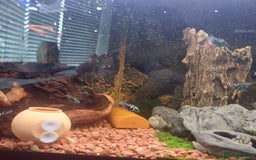 Cichlids fish for sale: Fish tank full 240lt set up - Image 6
