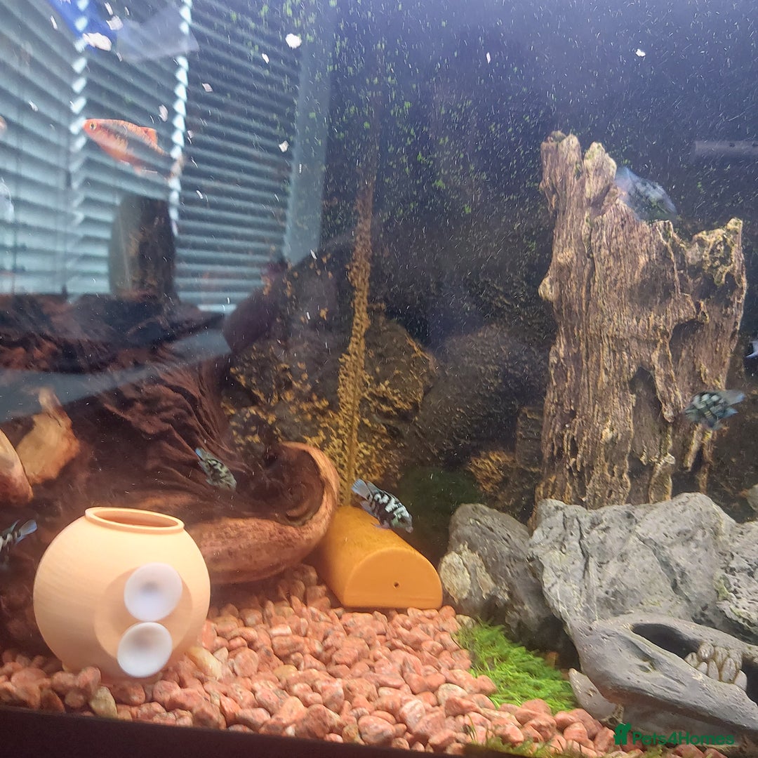 Cichlids fish for sale: Fish tank full 240lt set up - Image 6