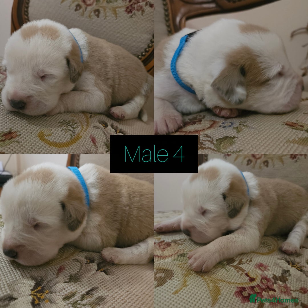 Central Asian Shepherd dogs for sale: Beautiful central Asian shepherd puppies - Advert 12