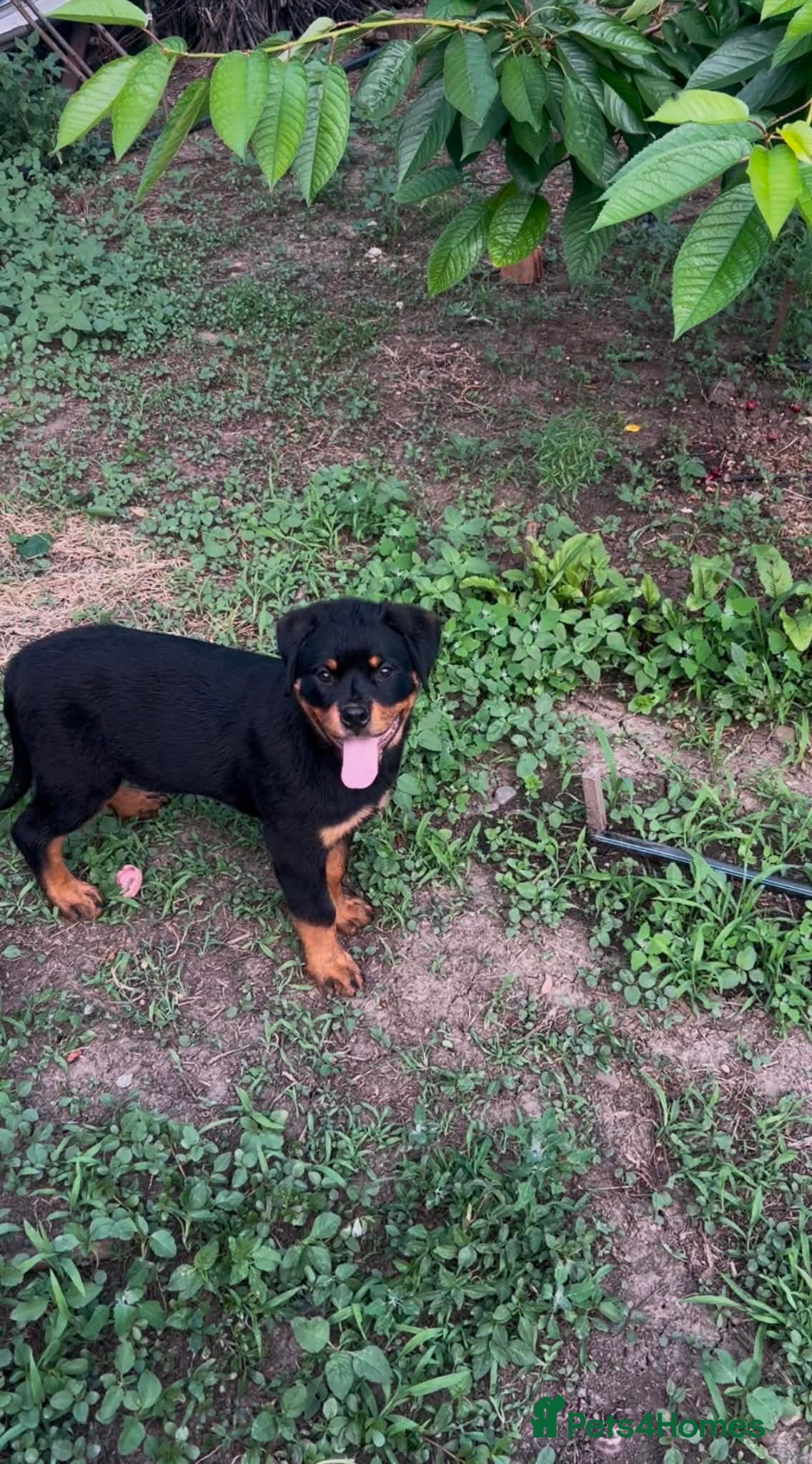 Rottweiler dogs Rottweiler  - Advert 2