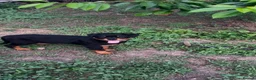Rottweiler dogs for sale: Rottweiler  - Advert 2