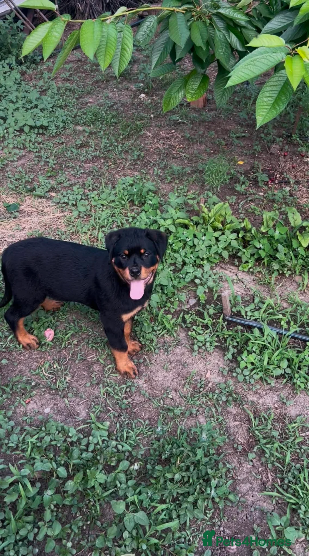 Rottweiler dogs for sale: Rottweiler  - Advert 2
