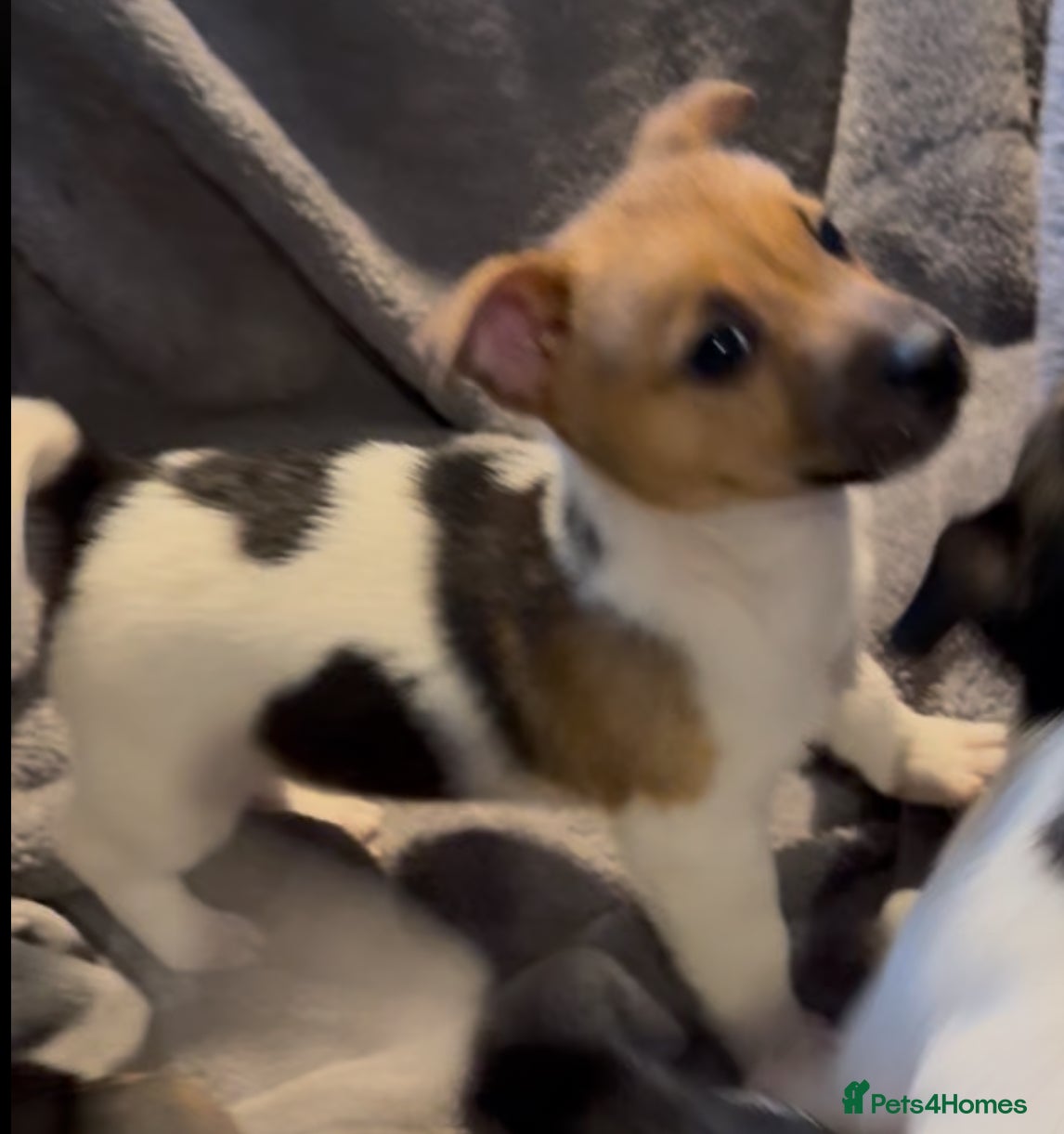 Jack Russell dogs Gorgeous jack russell puppies - Advert 11