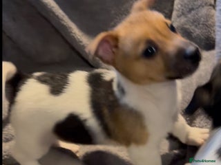 Jack Russell dogs Gorgeous jack russell puppies - Advert 11