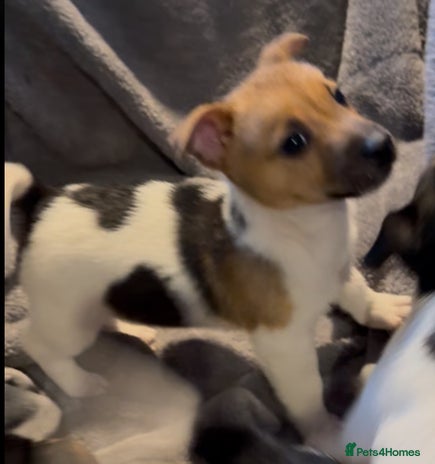 Jack Russell dogs Gorgeous jack russell puppies - Advert 2