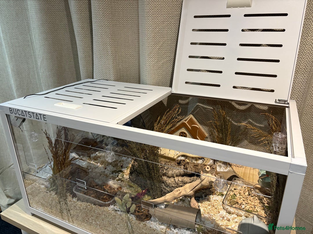 Hamster rodents for sale: Male Syrian Hamster - Advert 4