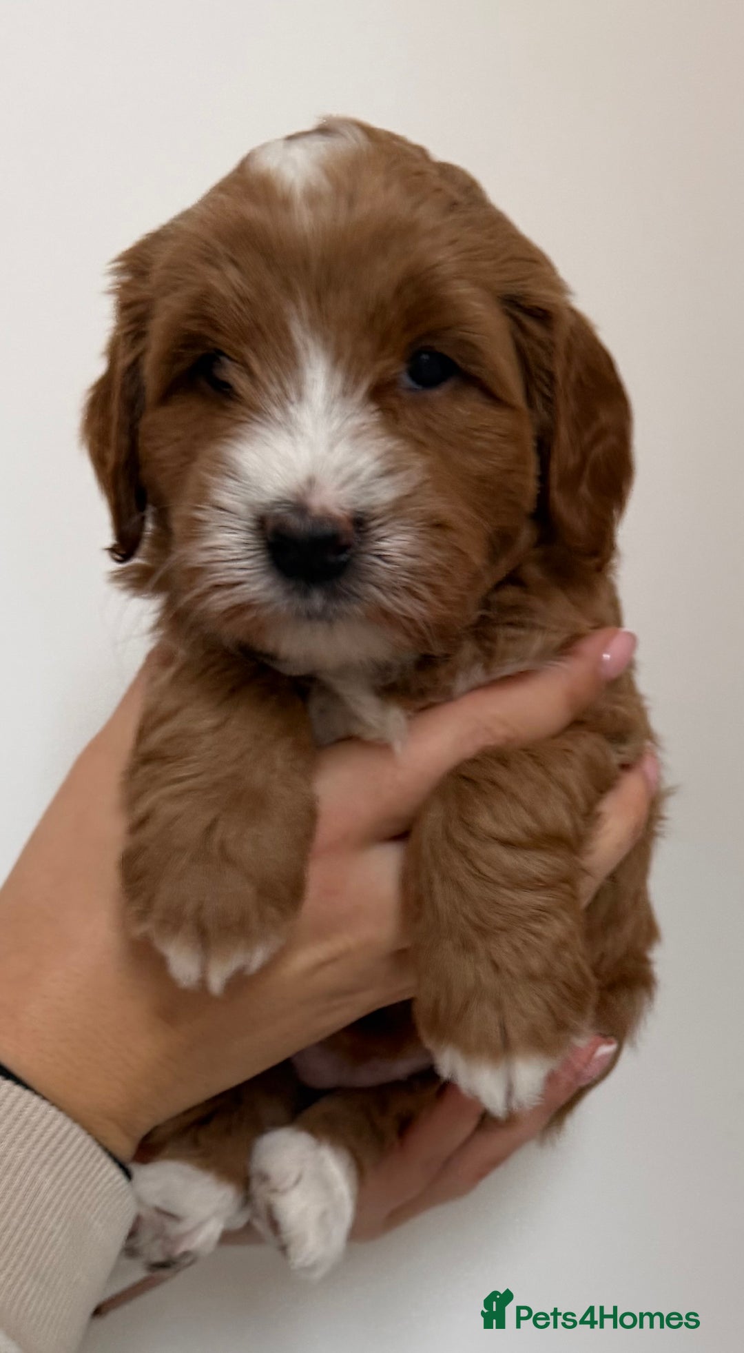 Australian Labradoodle dogs for sale: Australian Labradoodle Puppies  - Advert 2